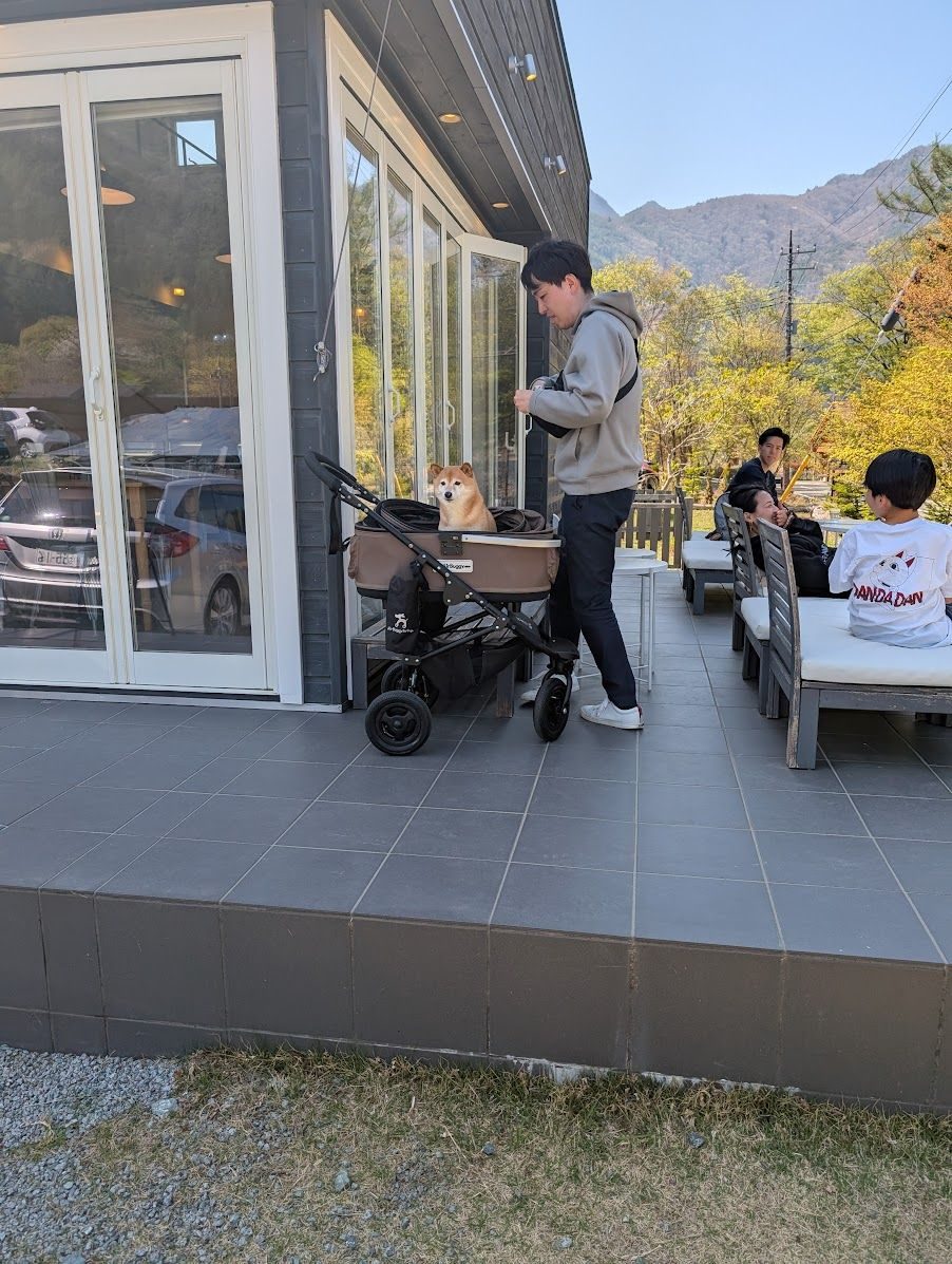 Dogs are replacing kids here