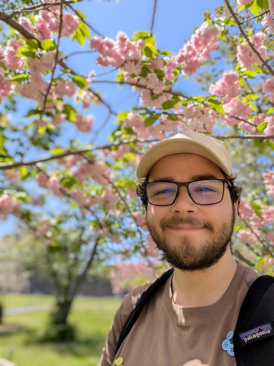 Sakuras in Bloom