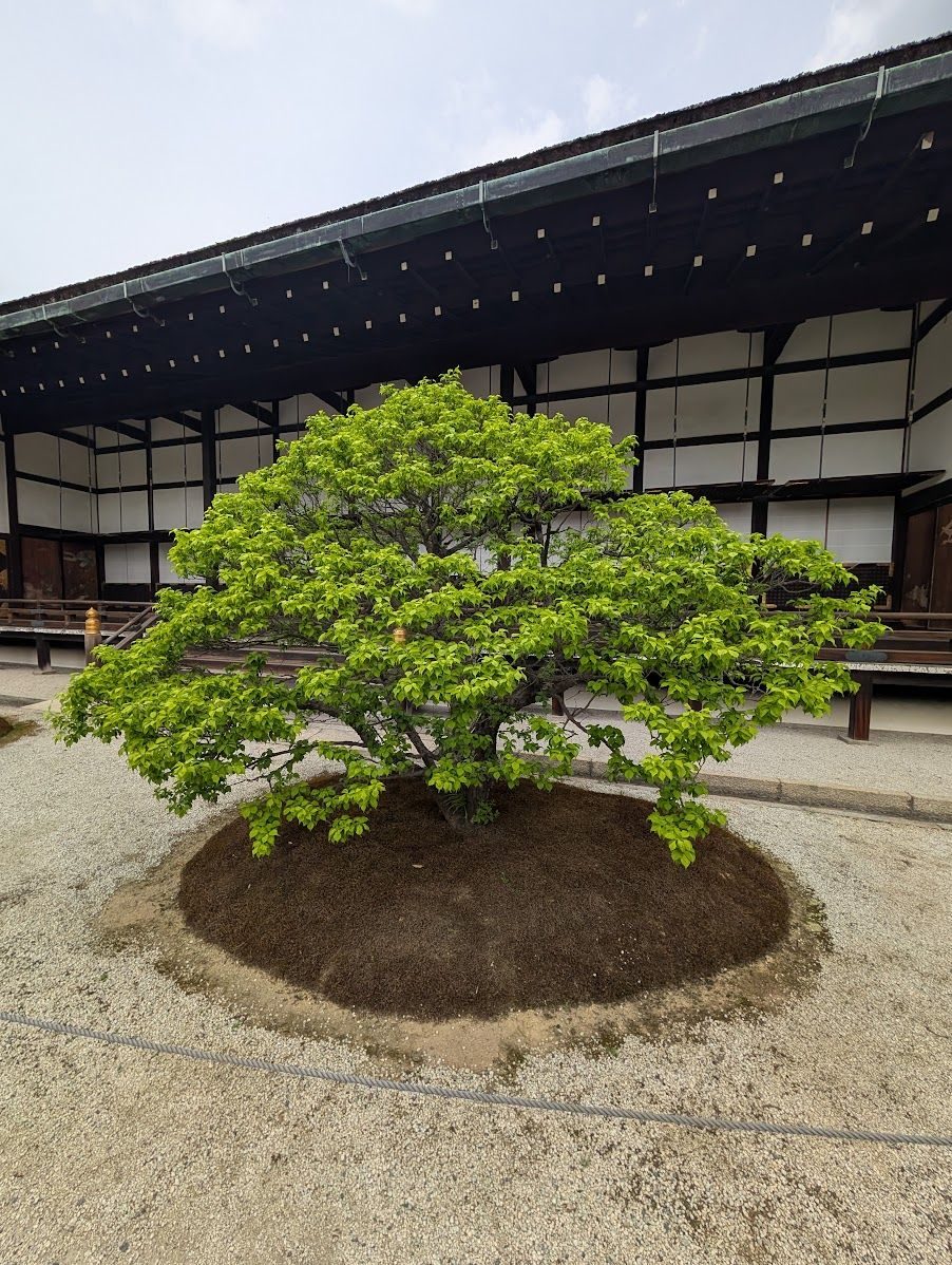 400 year old “mega bonzai”