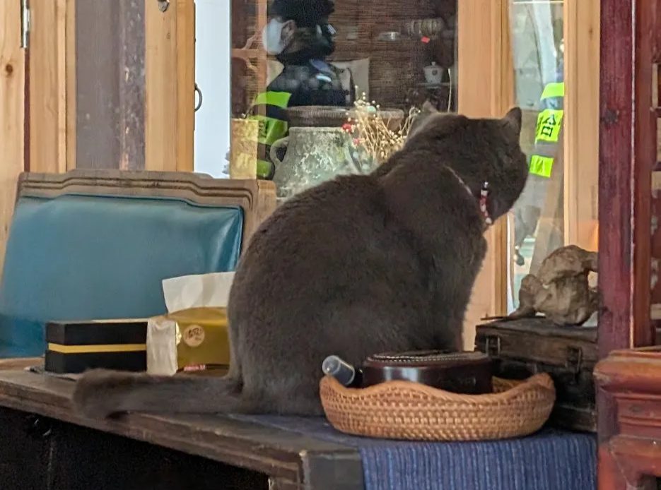 cat cashier