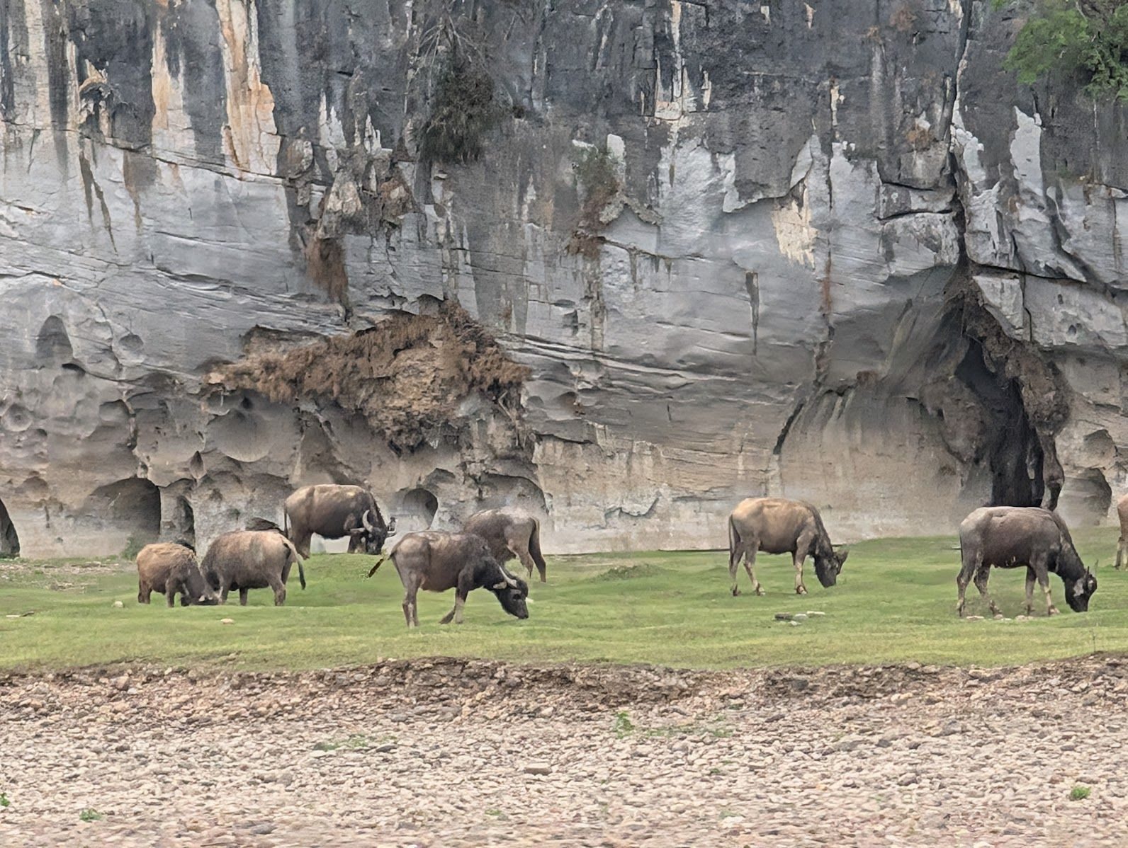 Buffaloes grazing 