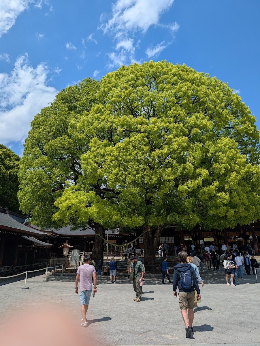 150 Year old Trees!