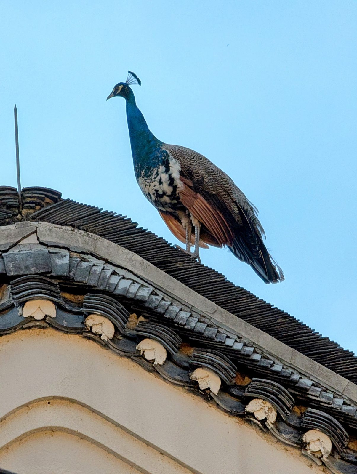 Dining partner